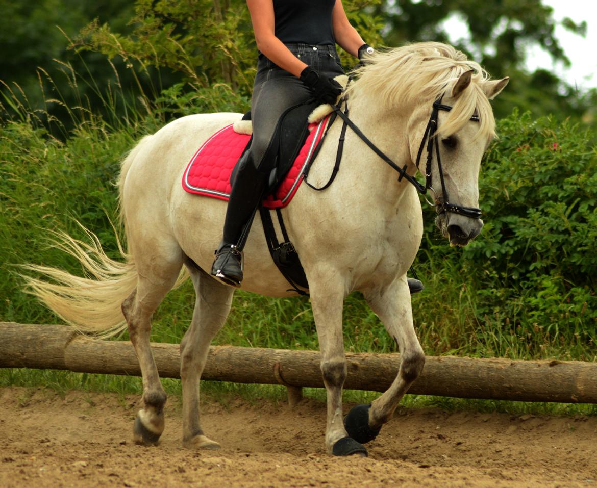 Anden særlig race Miss Dulle *Stjernepony* billede 35