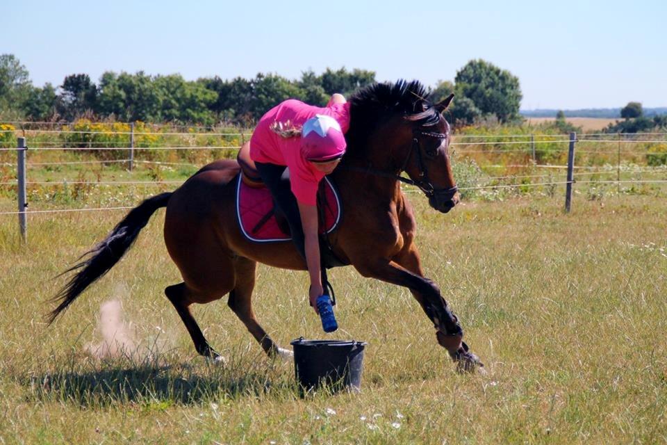 DSP Mirain Charming - Træning d. 24/7 2013 <3 billede 7