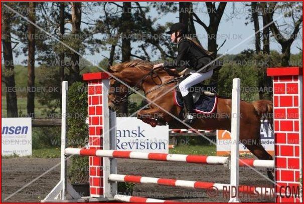 Anden særlig race Westergaard's Gabbi |B-PONY| Solgt - LB i 2011<3 omspringning! billede 29