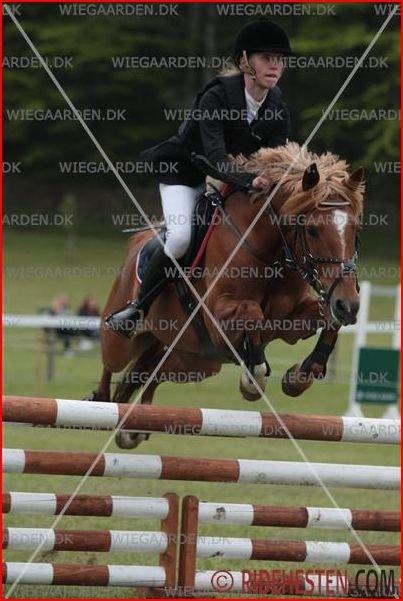 Anden særlig race Westergaard's Gabbi |B-PONY| Solgt - morsø 2012!<3 MB** billede 9