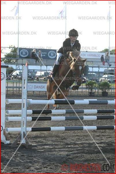 Anden særlig race Westergaard's Gabbi |B-PONY| Solgt - MA* BORGEN 2012!
 5. plads<3 billede 7