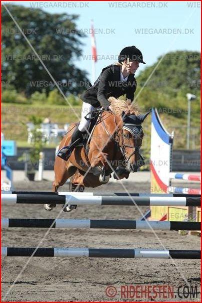 Anden særlig race Westergaard's Gabbi |B-PONY| Solgt - B-stævne på borgen! MB**<3 billede 6