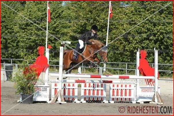 Anden særlig race Westergaard's Gabbi |B-PONY| Solgt - MB** på borgen til landsstævne<3 billede 8