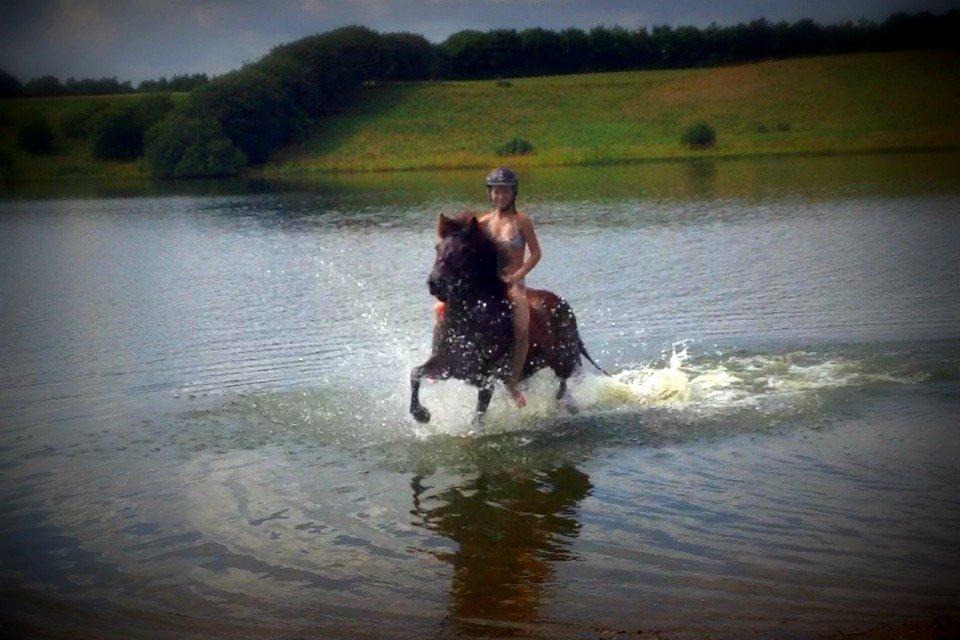 Islænder SVALA FRA ANNERUP (Svalte) - Tur til Hornum sø på verdens dejligste hest, sammen med Brandur og Katrine. 29/07/13 billede 17