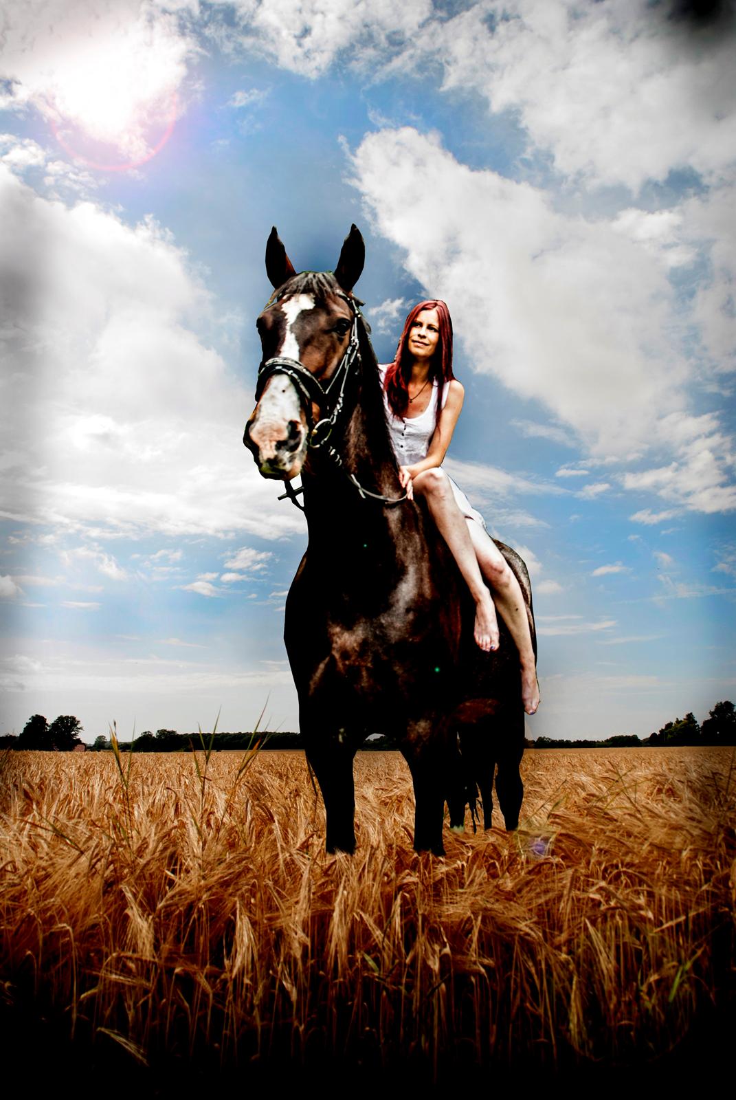 Hollandsk Varmblod Annika billede 38