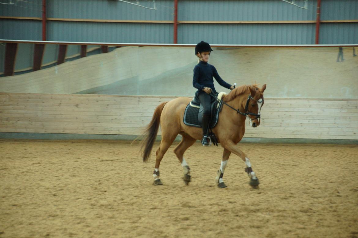 Tysk Sportspony Falkenhofs Milky Way billede 11