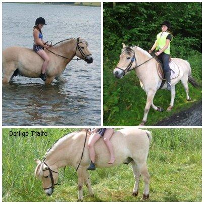 Fjordhest Tjalfe billede 4