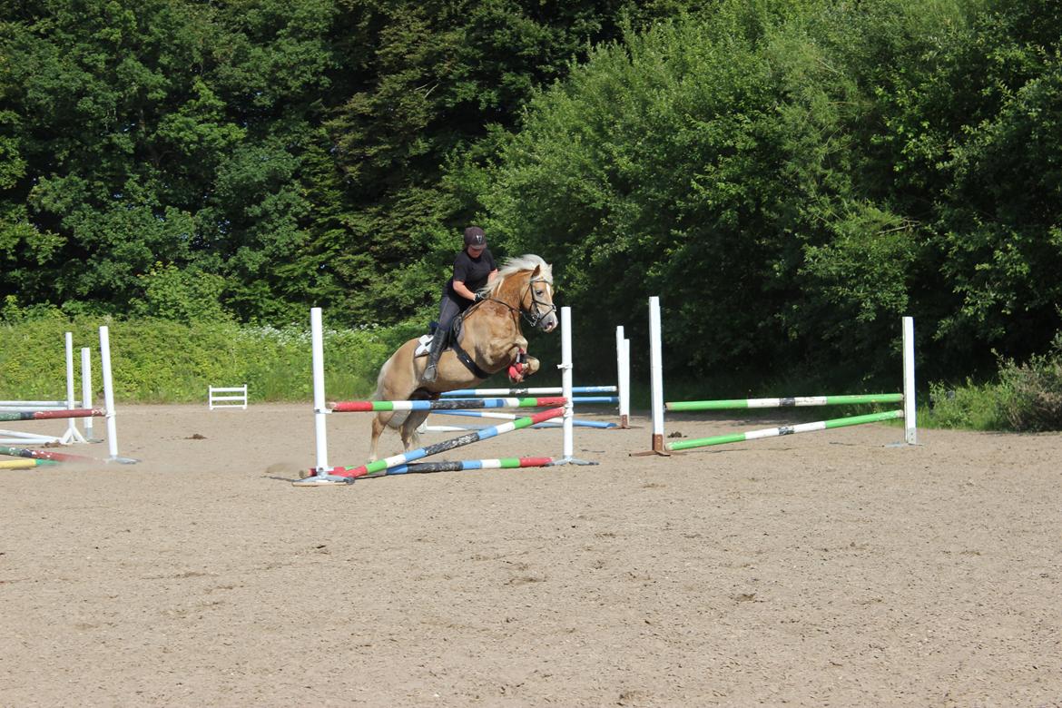 Haflinger Amadeo (papfars hest) billede 11