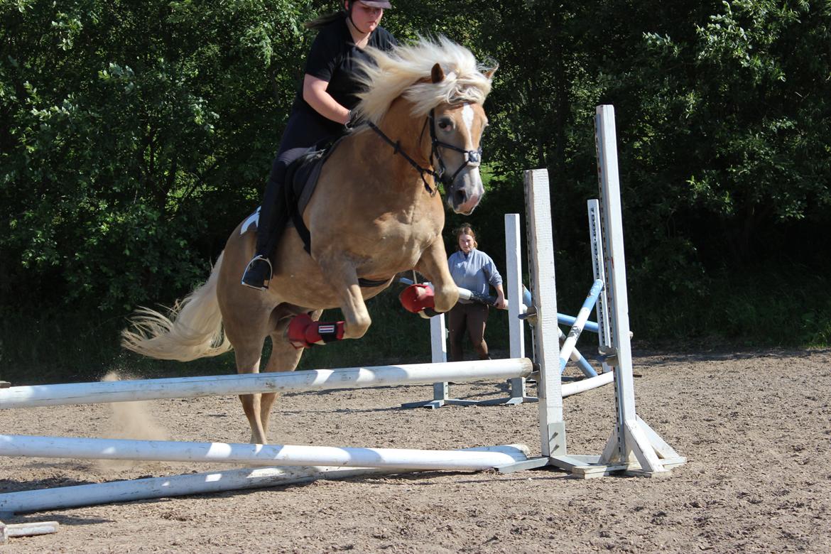 Haflinger Amadeo (papfars hest) billede 12