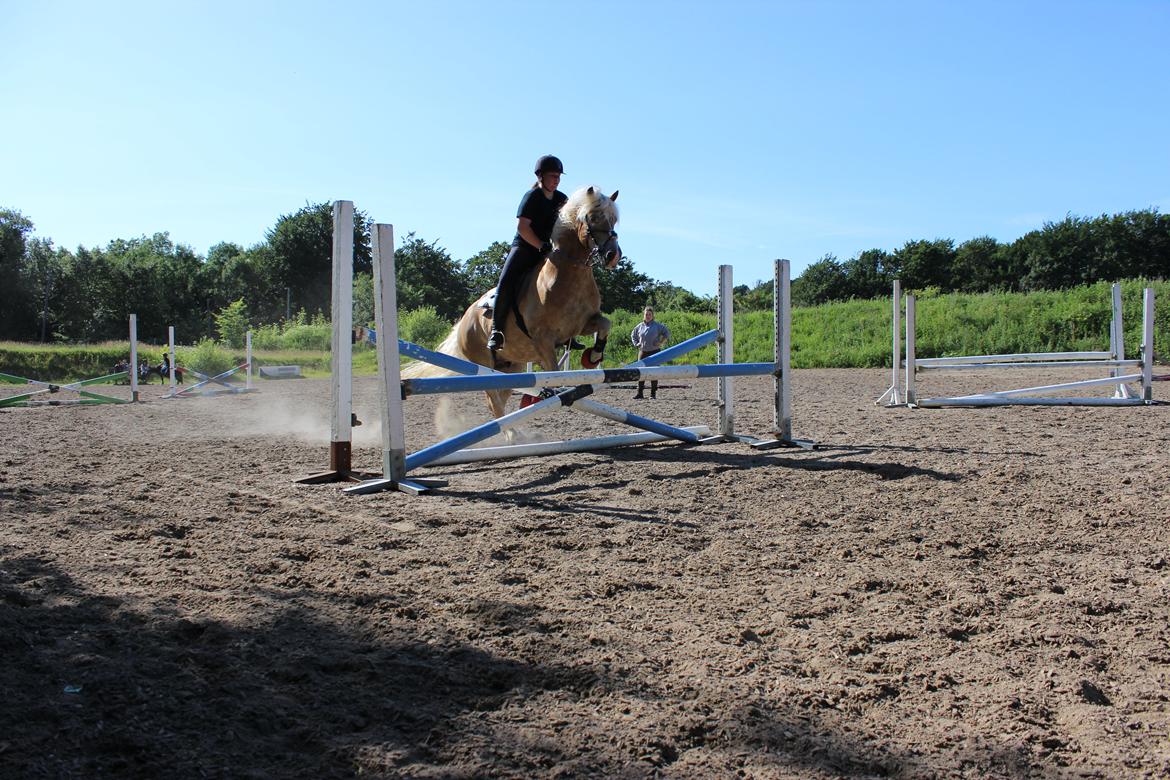 Haflinger Amadeo (papfars hest) billede 14