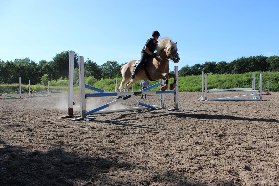 Haflinger Amadeo (papfars hest) billede 15