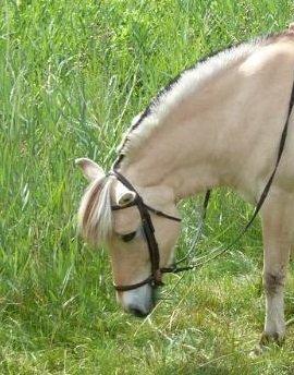 Fjordhest Tjalfe billede 7