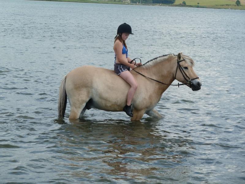 Fjordhest Tjalfe billede 8