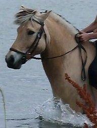 Fjordhest Tjalfe billede 9