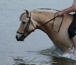 Fjordhest Tjalfe billede 10