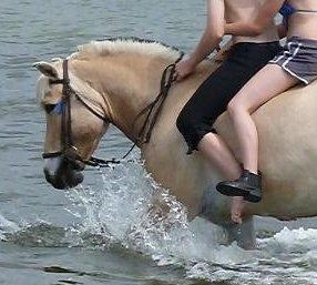 Fjordhest Tjalfe billede 11