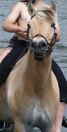 Fjordhest Tjalfe billede 6