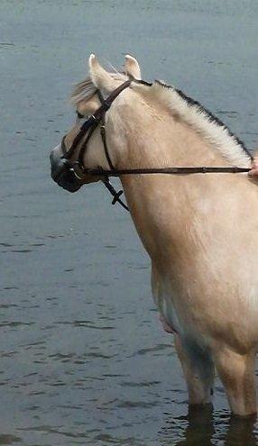 Fjordhest Tjalfe billede 12