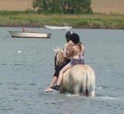 Fjordhest Tjalfe billede 13