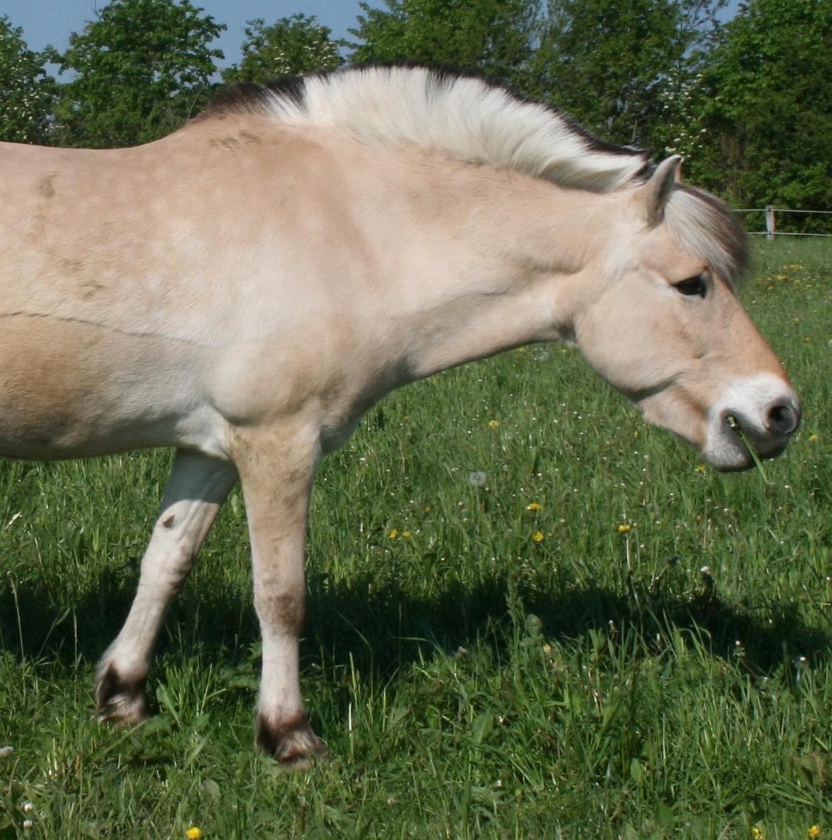 Fjordhest Tjalfe billede 5