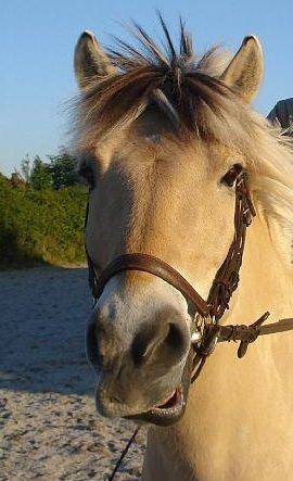 Fjordhest Tjalfe billede 3