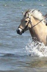 Fjordhest Tjalfe billede 15