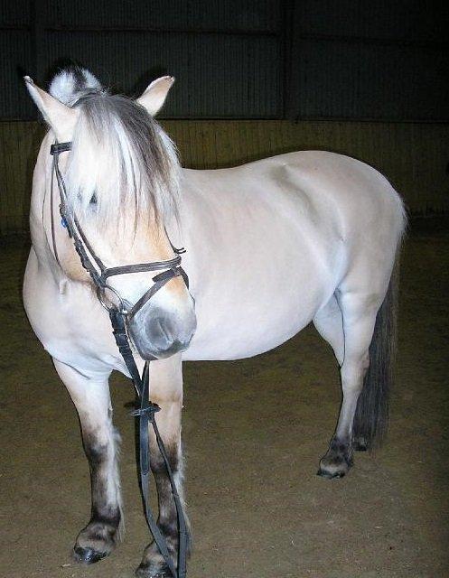 Fjordhest Tjalfe billede 2