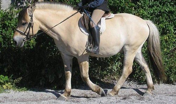 Fjordhest Tjalfe billede 16