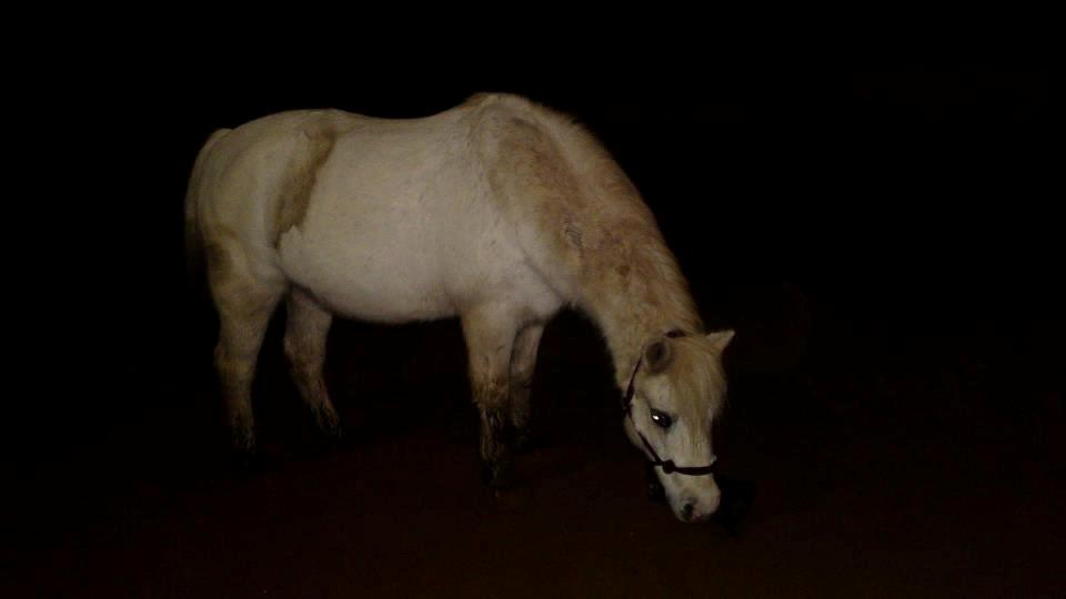 Anden særlig race Bella <3 Hvil i fred  <3 - vellykket hms :) billede 19
