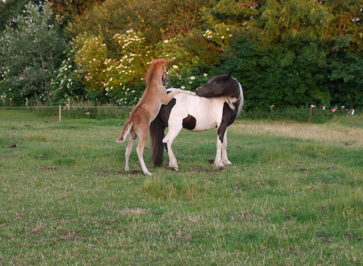 Aegidienberger Bertil billede 7