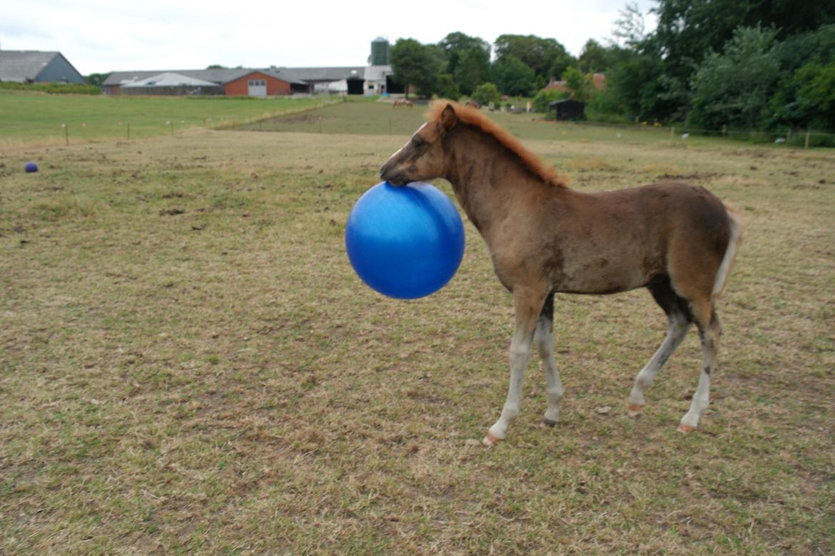 Aegidienberger Bertil billede 8