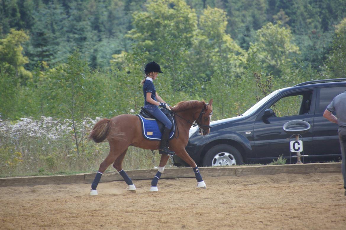 Tysk Sportspony Falkenhofs Milky Way billede 15