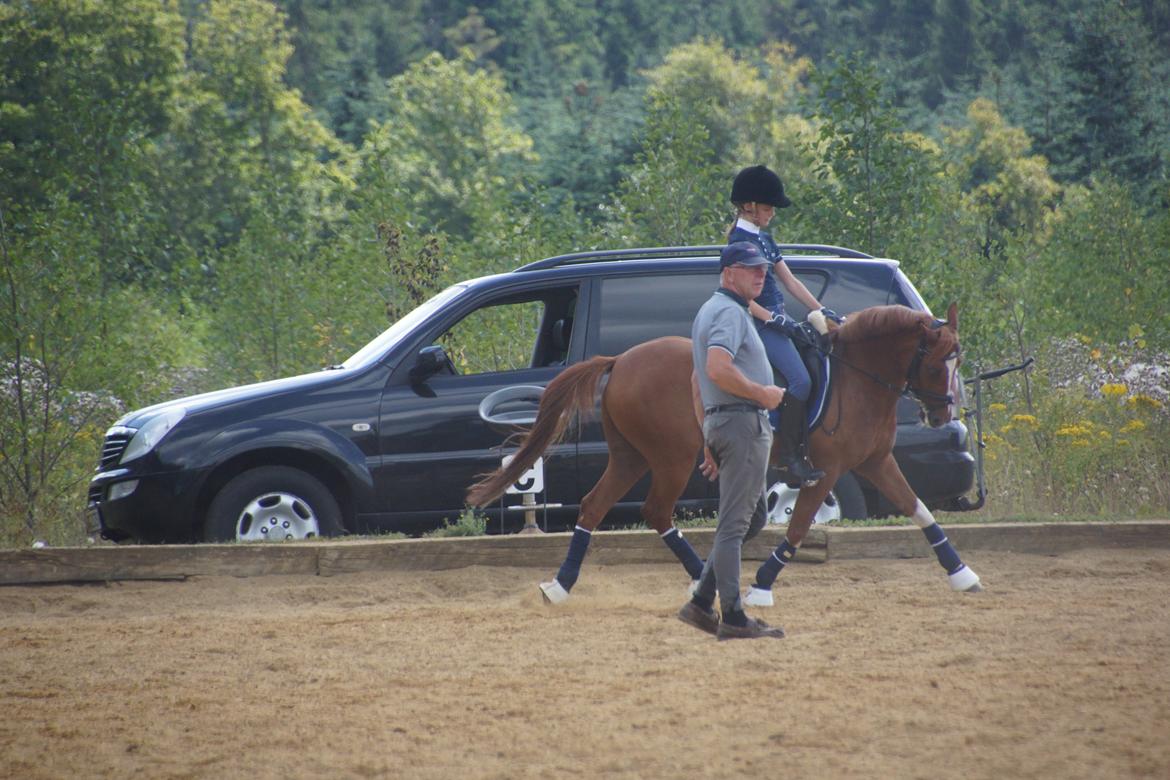 Tysk Sportspony Falkenhofs Milky Way billede 16