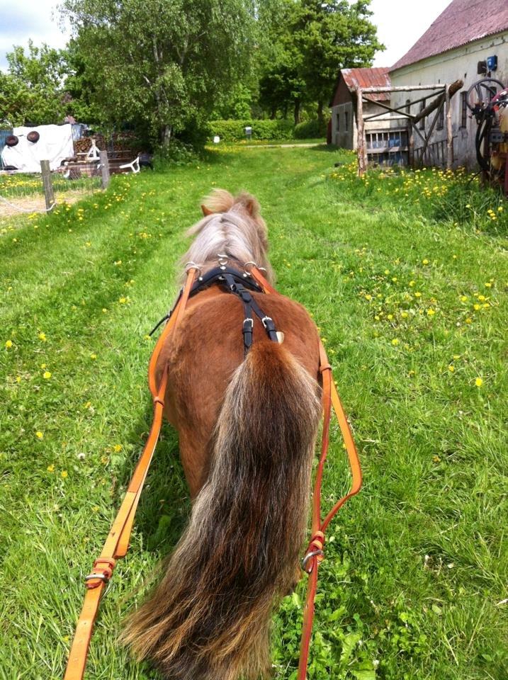 Shetlænder Tine!<3 (bamsen) - Tine er ude og køre :) billede 14