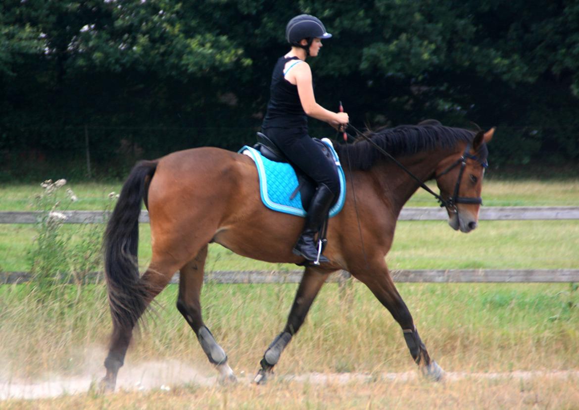 Dansk Varmblod Stenhedegårds Dorién - Juli 2013
 billede 22