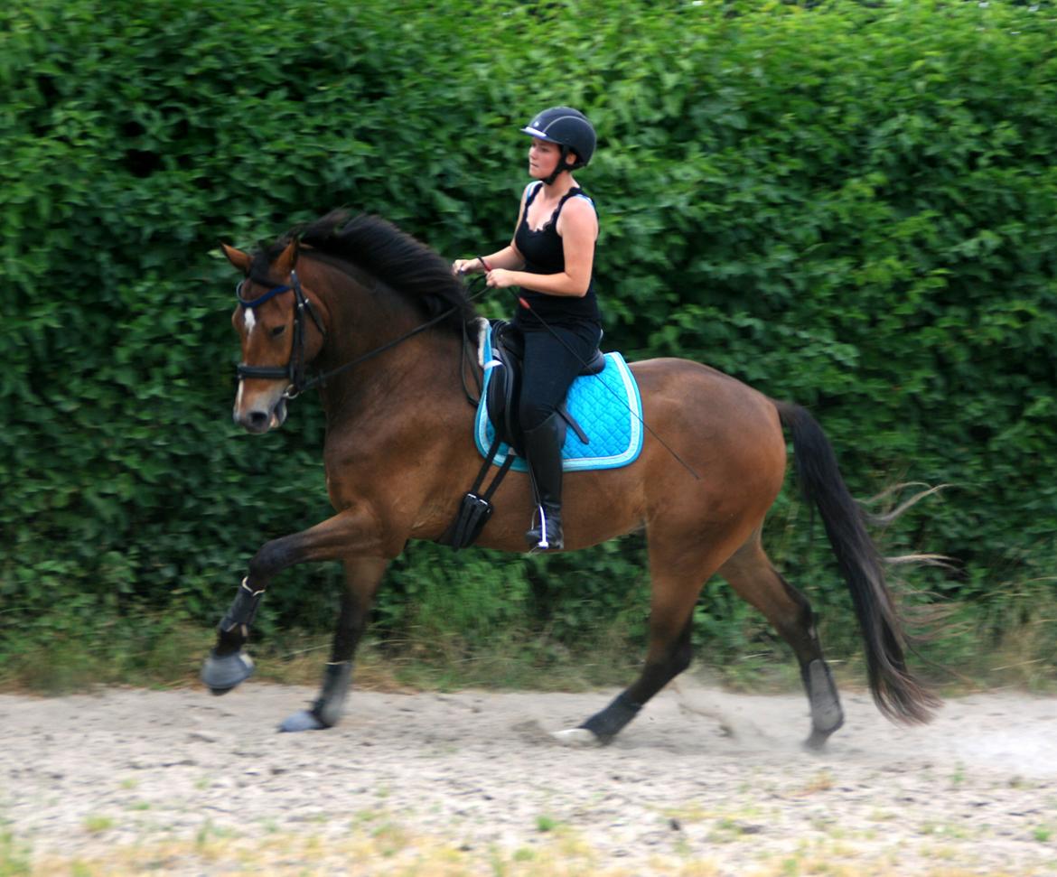 Dansk Varmblod Stenhedegårds Dorién - Juli 2013 billede 16