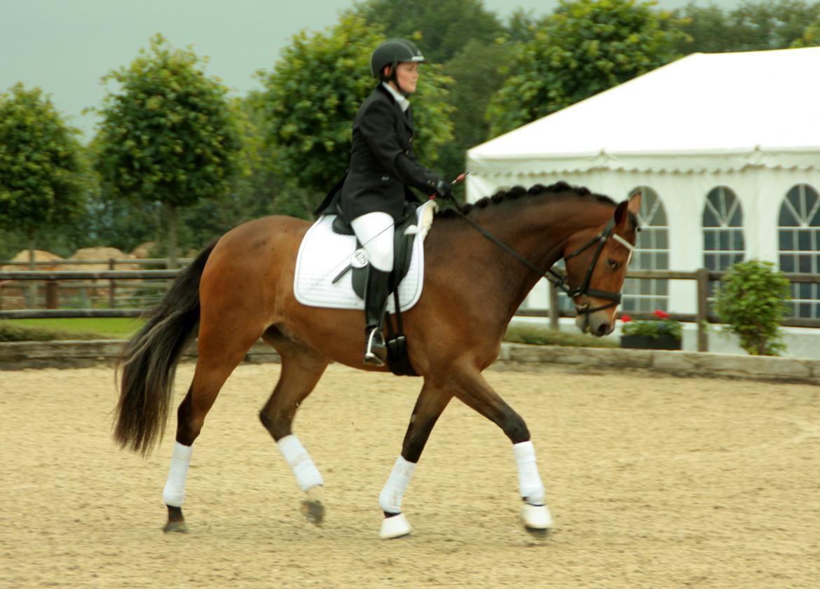 Dansk Varmblod Stenhedegårds Dorién - På Blue Hors juni 2013
 billede 25