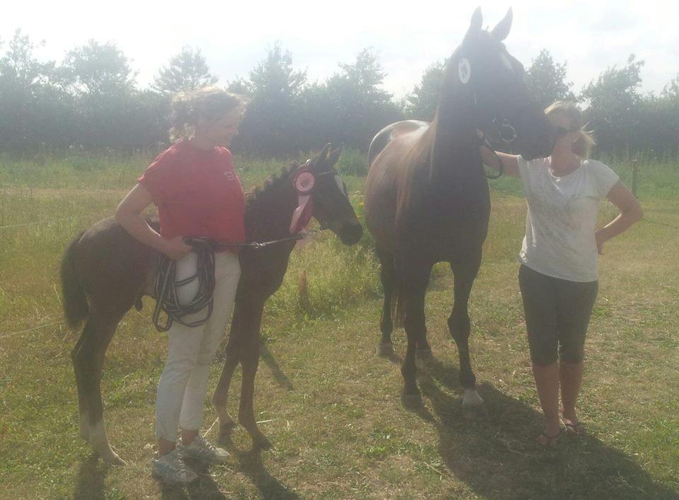 Dansk Varmblod PHB'S Hagbarth billede 12