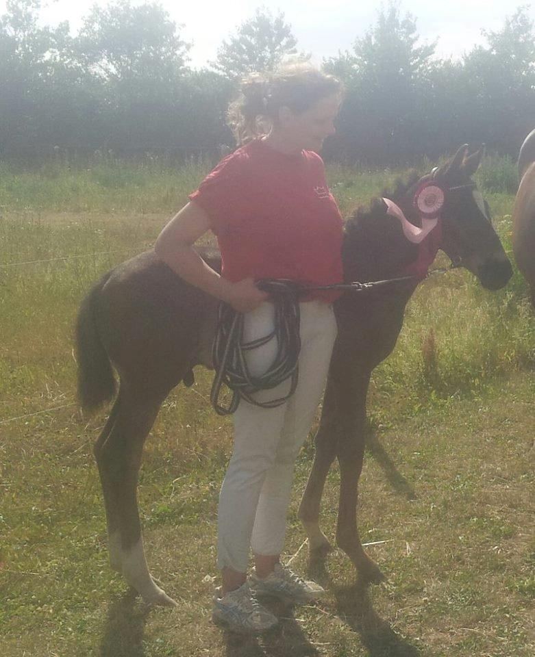 Dansk Varmblod PHB'S Hagbarth - 9 føl i finalen og vi røg ud med de første fire, men havde slet ikke regnet med at nå så langt. Så vi er bare stolte af vores lille mand. billede 11