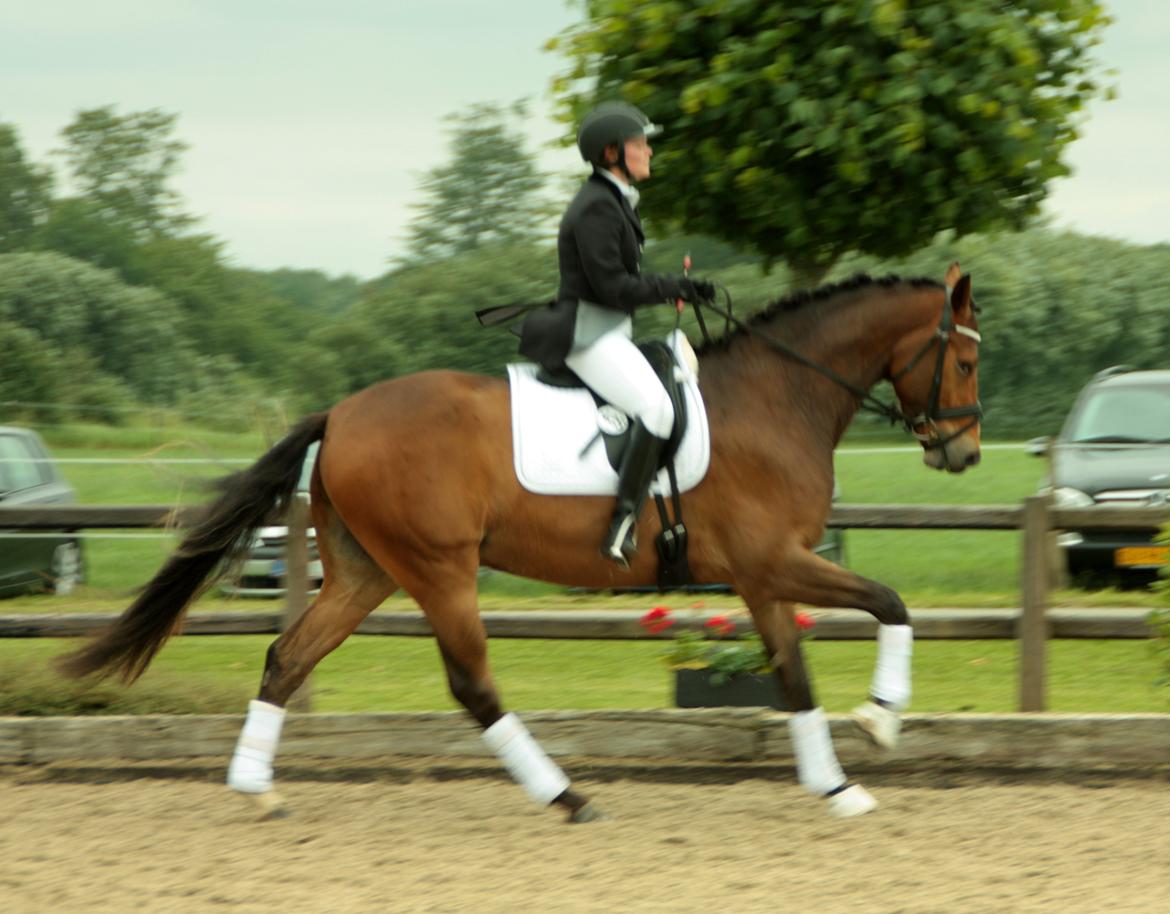 Dansk Varmblod Stenhedegårds Dorién - På Blue Hors juni 2013
 billede 39