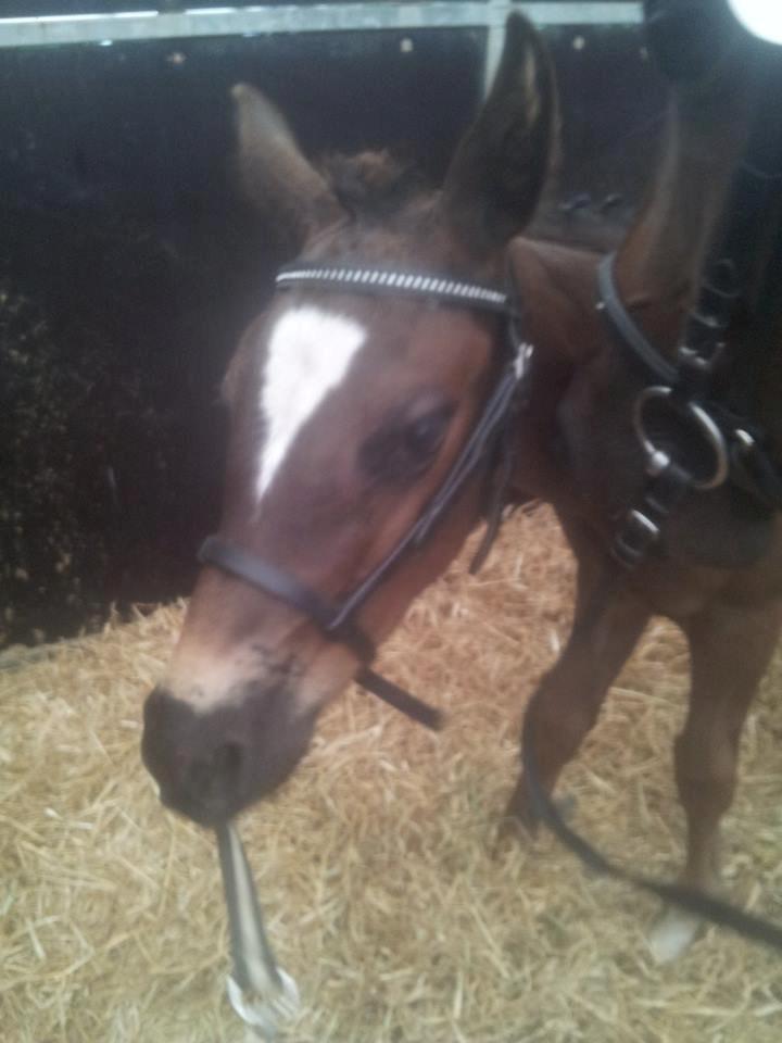 Dansk Varmblod PHB'S Hagbarth - Ind og putte i boksen indtil finalen billede 9