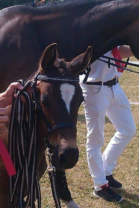 Dansk Varmblod PHB'S Hagbarth billede 7