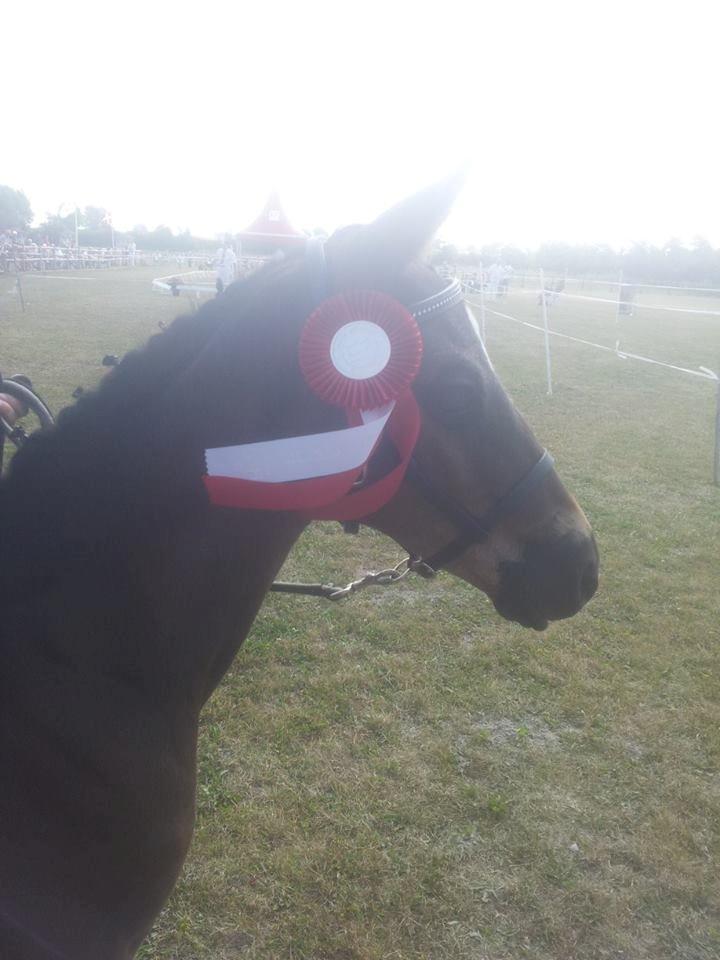 Dansk Varmblod PHB'S Hagbarth - Han gik videre fra hovedrunden og til finalen billede 8