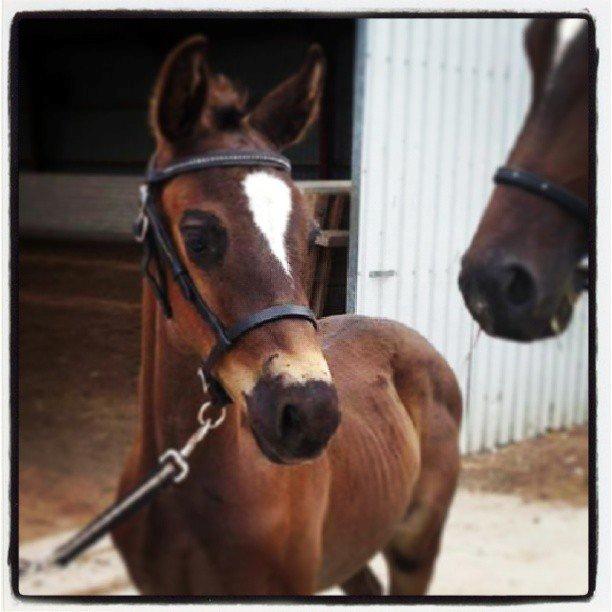 Dansk Varmblod PHB'S Hagbarth - Så venter vi på at gå på hård bund inden finale runden billede 10