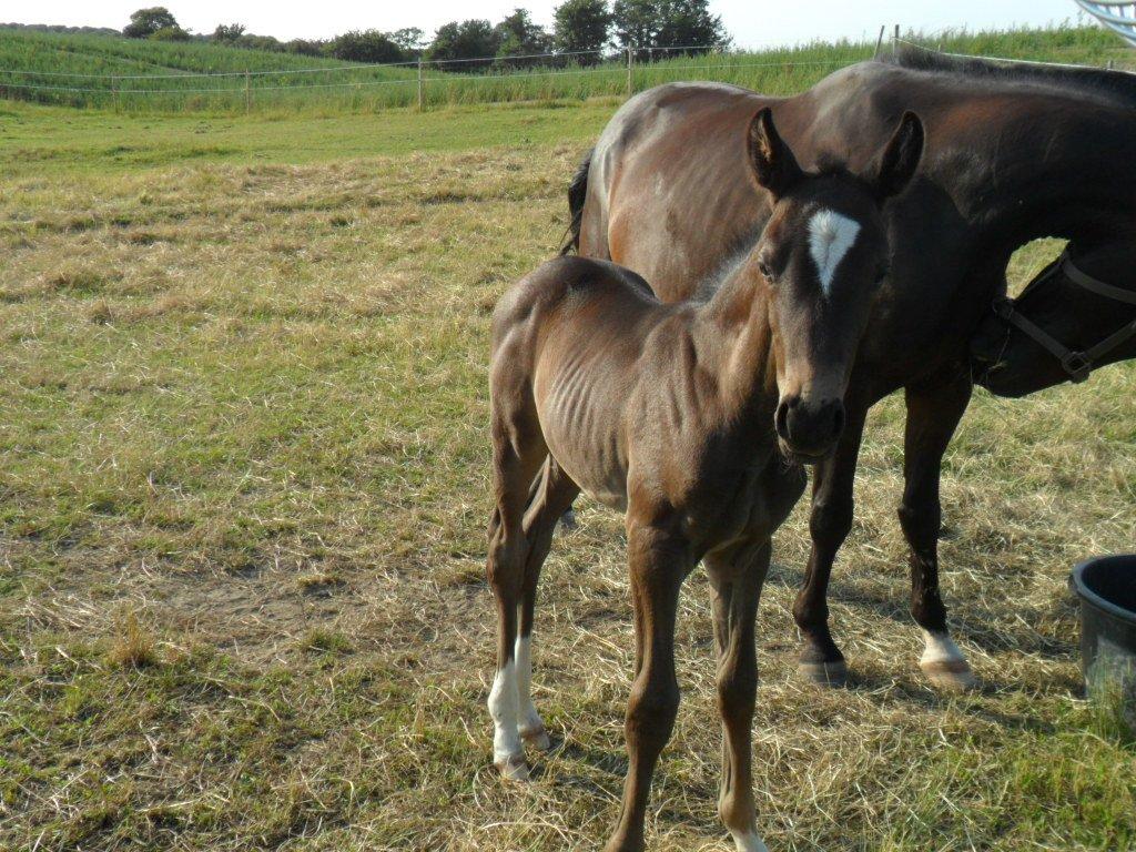 Dansk Varmblod PHB'S Hagbarth billede 13