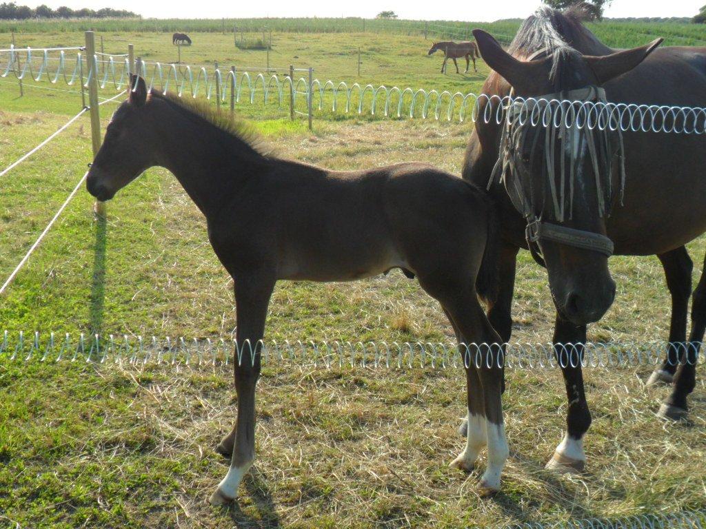 Dansk Varmblod PHB'S Hagbarth - knap 7 uger gammel. billede 14