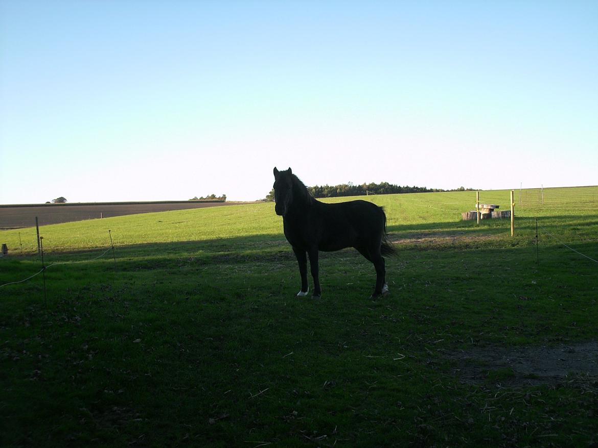 Anden særlig race • Silver • Min Soulmate<3• Himmelpony billede 9