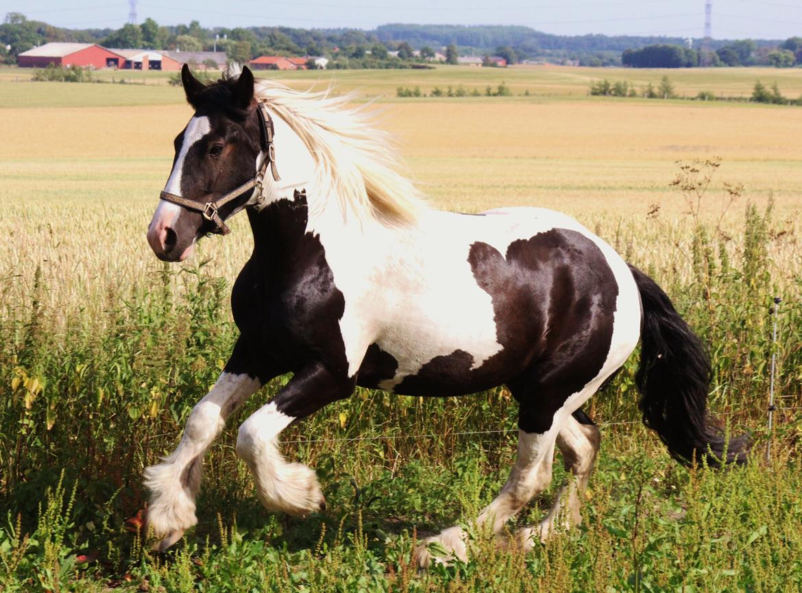 Irish Cob Hauge's Gilroy billede 2