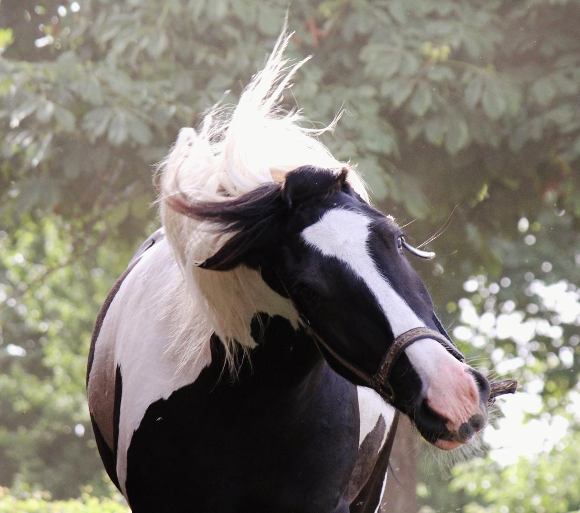 Irish Cob Hauge's Gilroy billede 4