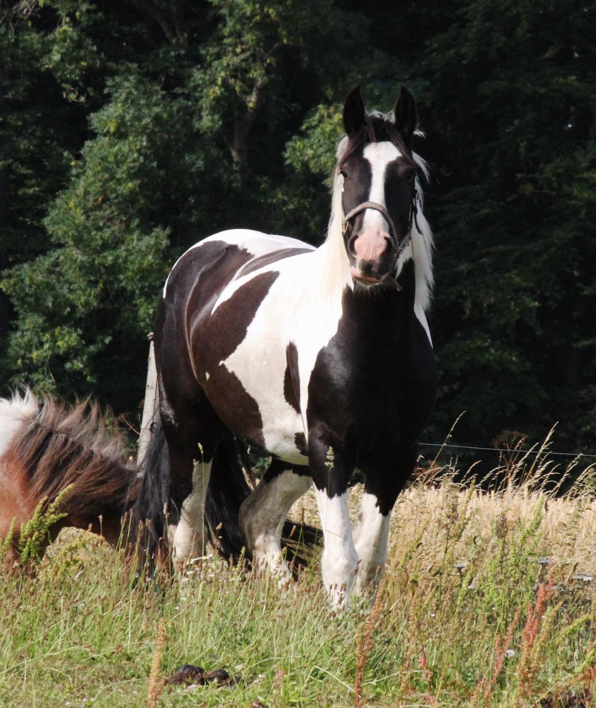 Irish Cob Hauge's Gilroy billede 5